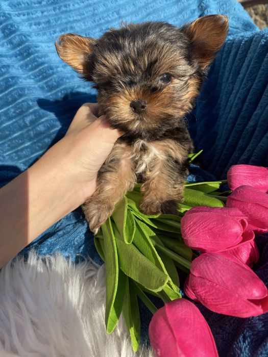 Йорки чистокровні міні