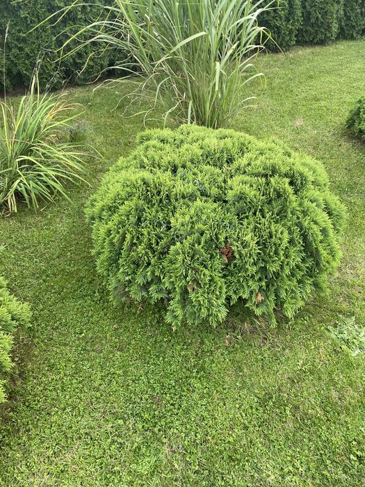 Sprzedam Tuje Danica