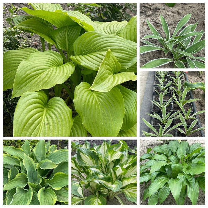 Вечнозеленые многолетники -иберис, гвоздика