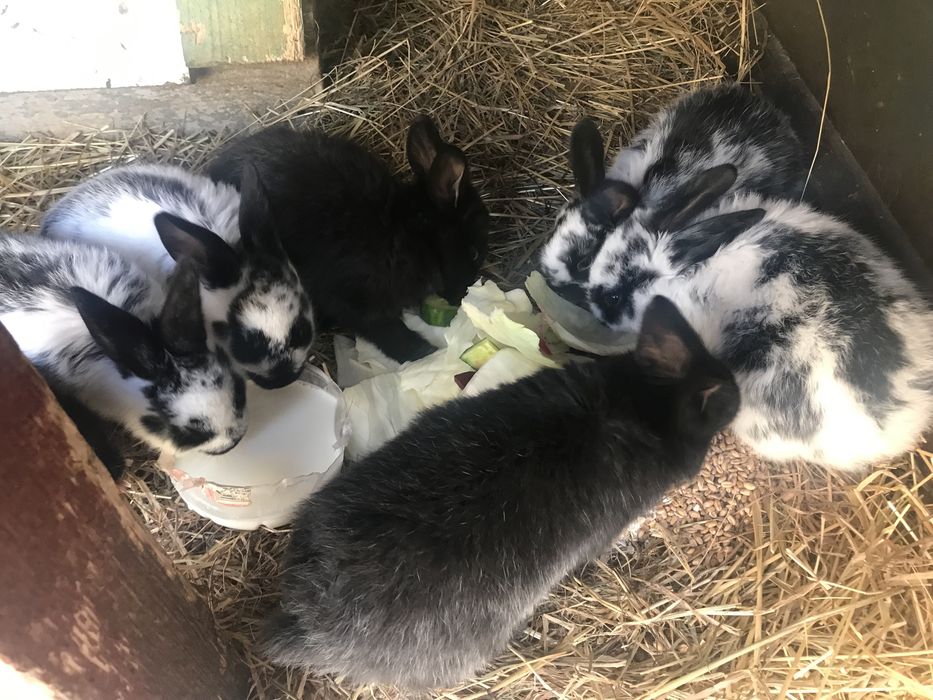 Króliczki mieszańce