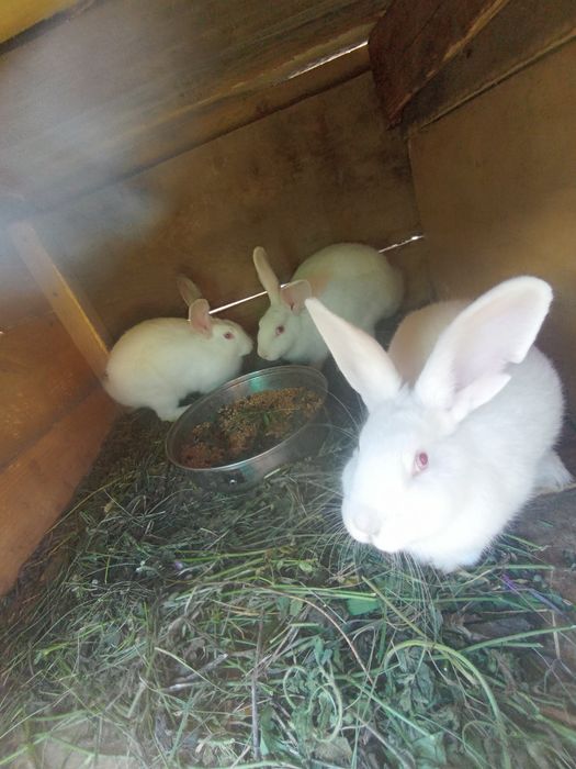 Продаються кролики і крилички