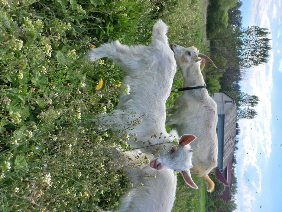 Купити козу козенята  обміняти козлика зеаненця  народився 6.04. 2025р