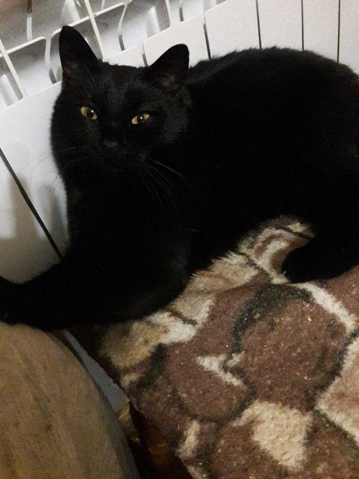 Розкішна красуня шотландочка