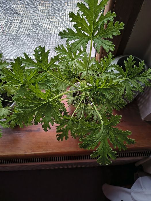 Geranium pelargonia pachnąca anginka  sztuki