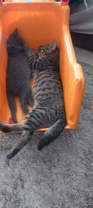 Gatinha cinza para doar