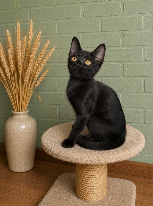 Отдам черного котенка, мальчик,  2 месяца