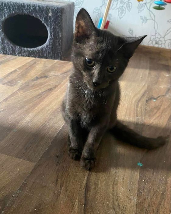 Mambo pilnie  szuka domu