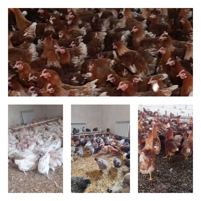 Продам кури несушки! Доставка безкоштовна. Новомосковськ!