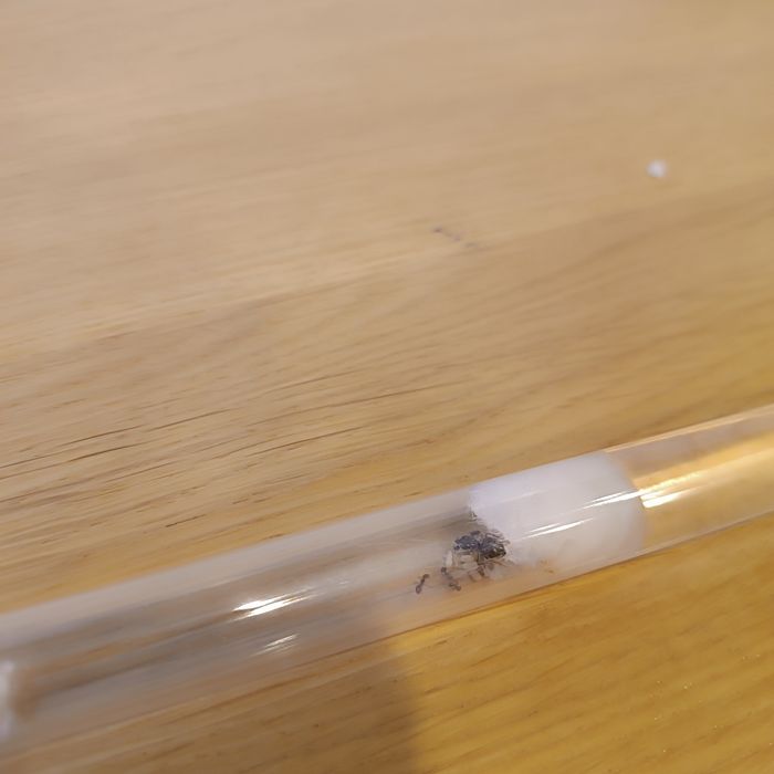 Mrówki Lasius Niger i Flavus