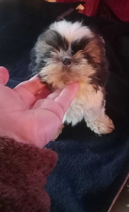 shih-tzu com pedigree (LOP)