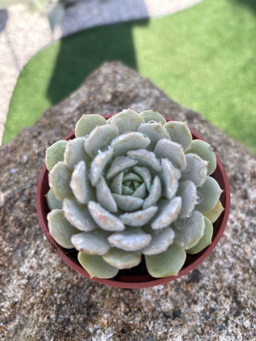 Suculentas  várias 1€