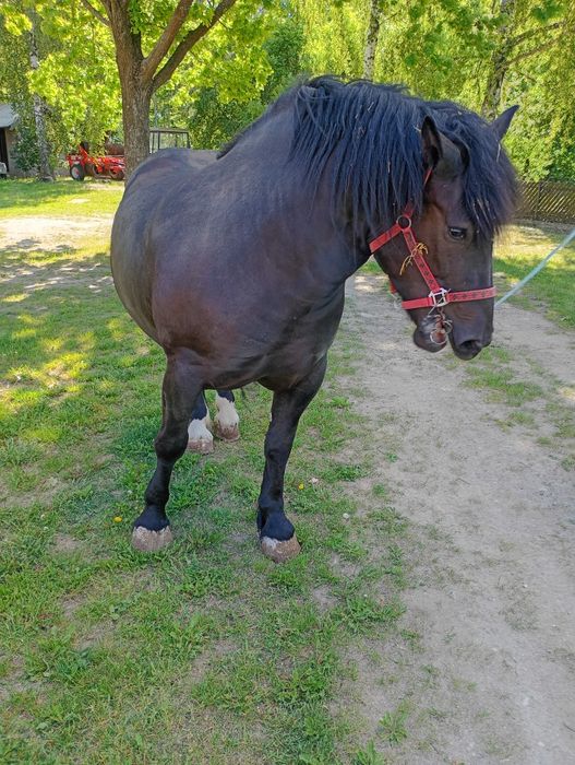 Sprzedam konie ogiera i kobyłe