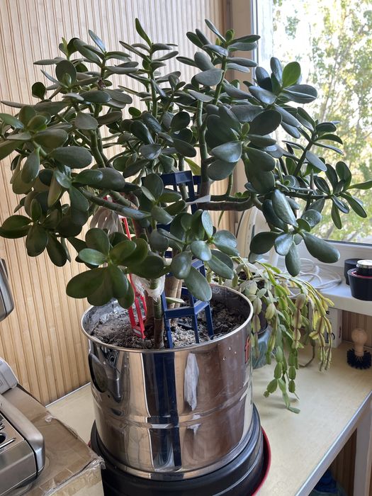 Грошове дерево (Товстянка)