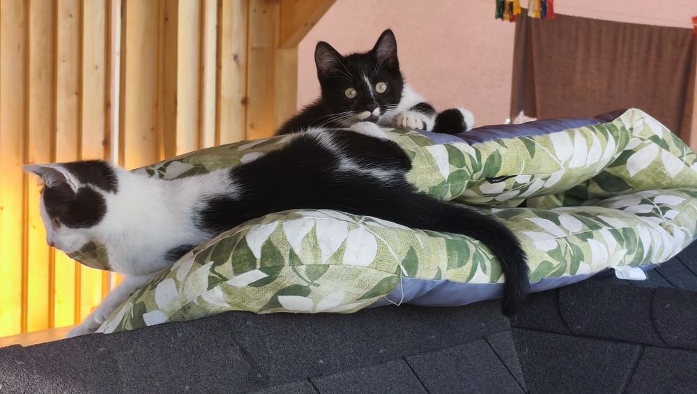 Oddam kotki w dobre ręce