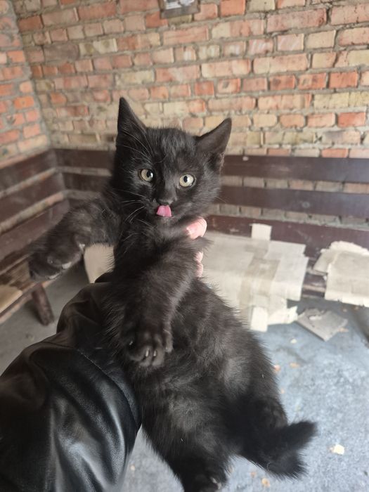 Кошенята в добрі руки