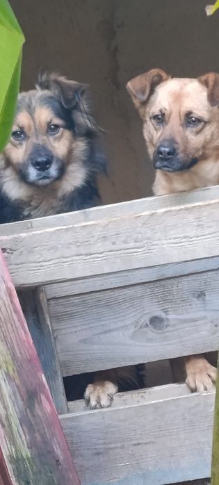Caes bebes  para doar 1  meninos