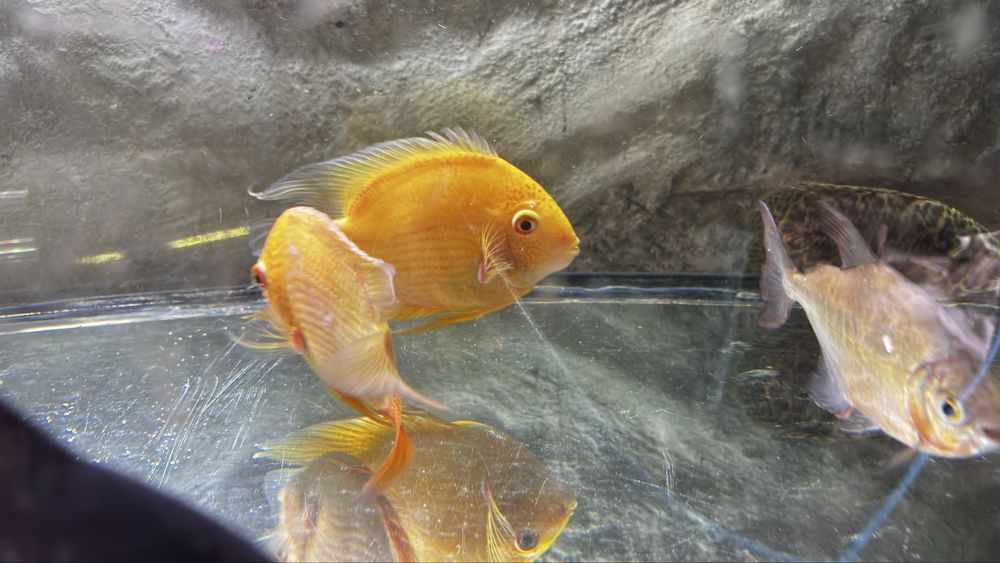 Casal severum Gold