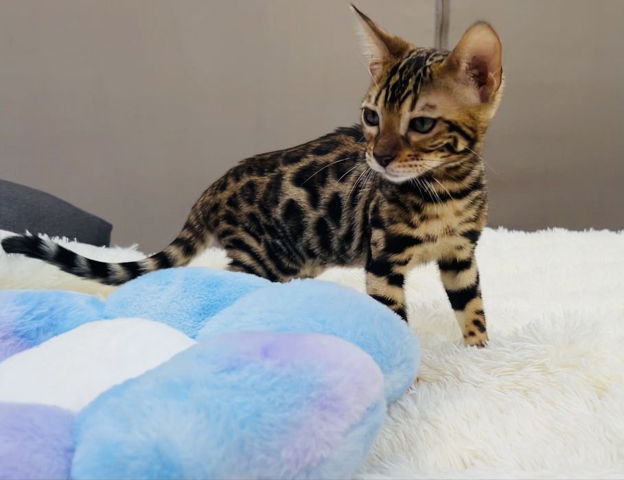 Przepięknej urody kocurek bengalski