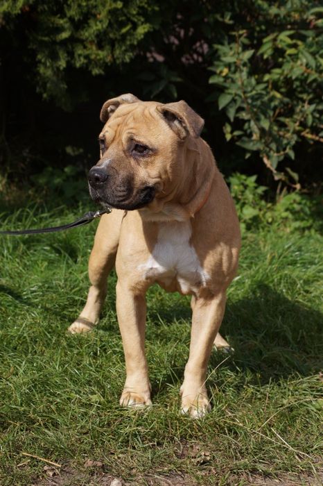 Łagodny i grzeczny amstaff Carlos szuka domu