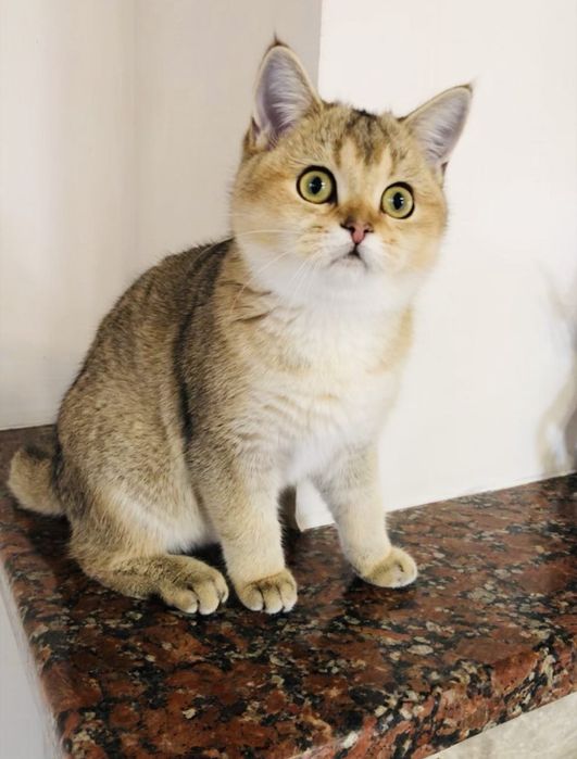 Золотая шиншилла,  Котята Кошенята Купить в Киеве в Украине