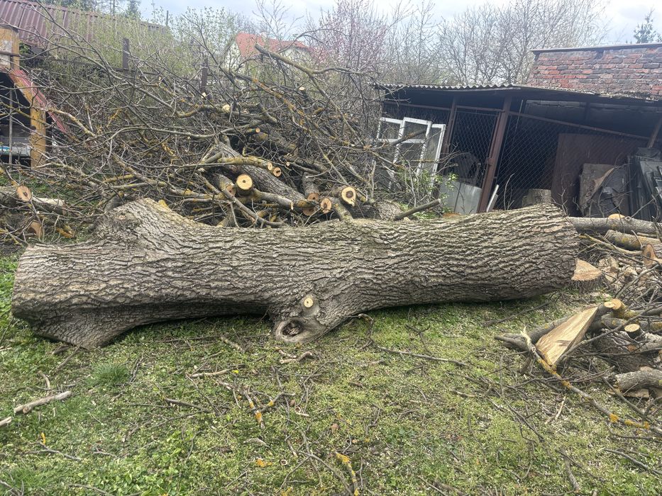 Sprzedam świeżo ścięty pień z orzecha włoskiego