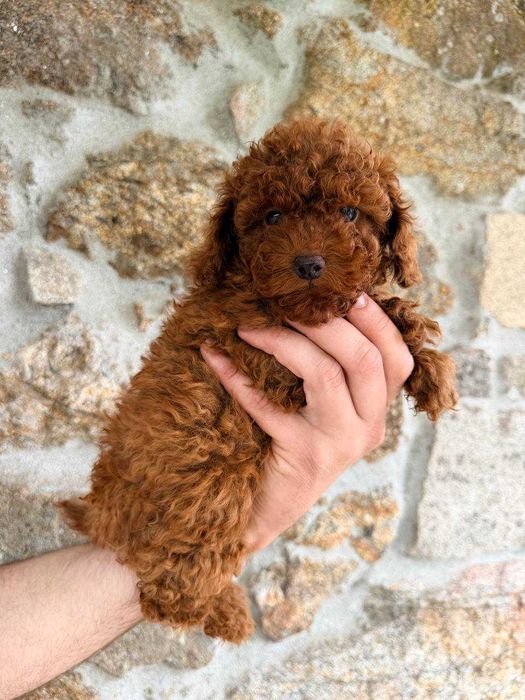 (!) Caniche Toy Mini Menina Disponível