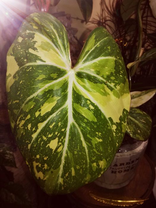Philodendron Gloriosum TriColour Variegata  UNIKAT monstera filodendro