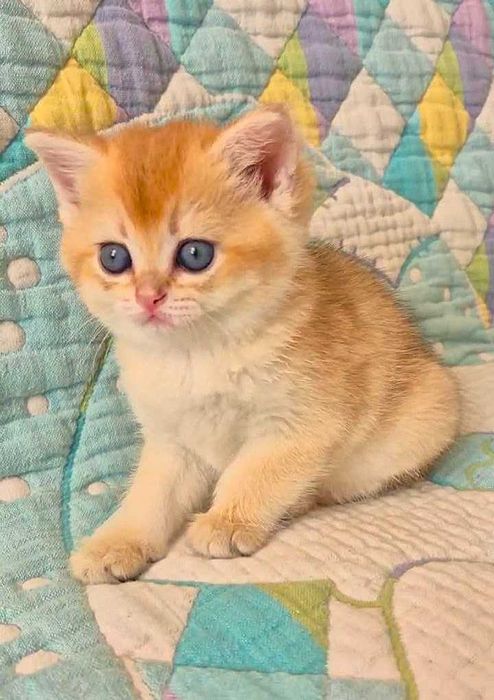 Шотландские котята (ЗОЛОТАЯ ШИНШИЛЛА)