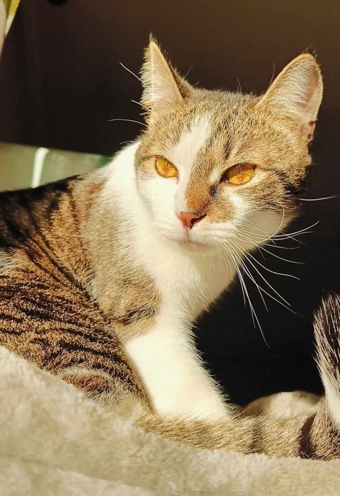 Uroczy Michaś szuka domku