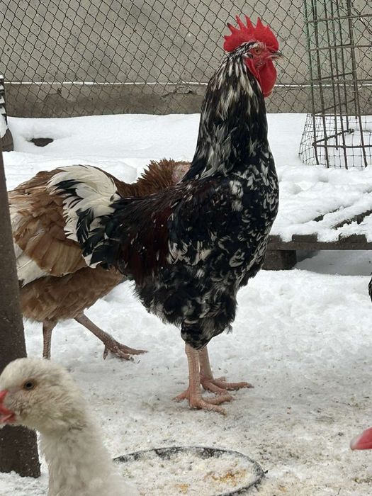 Лівенська ситцева інкубаційне яйце