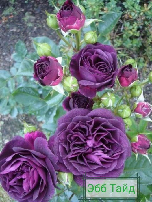 Саженцы роз, Спрей, Троянди Чайно гибридні, Флорибунда