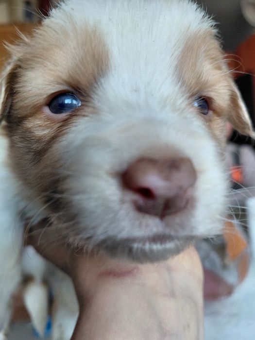 Border collie piesek fci zkwp