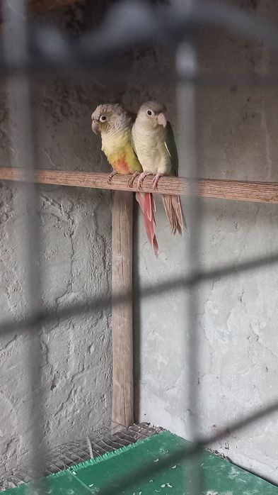 Pyrrhuras Turquesa