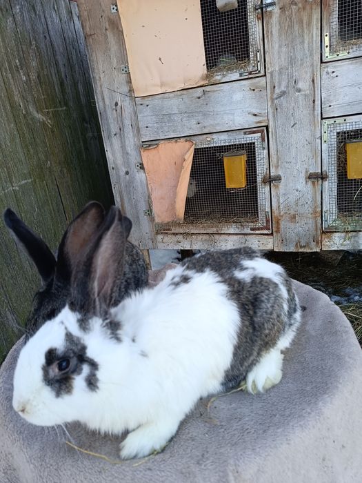 Króliki, samce, mieszańce