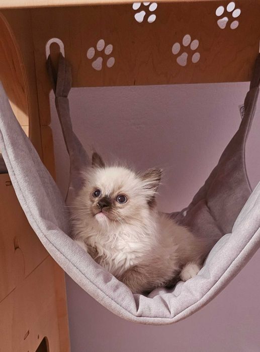 Ragdoll sliczny kocurek seal mitted