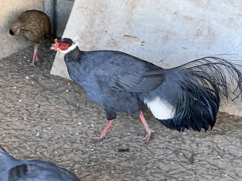 Фазан синій вухатий