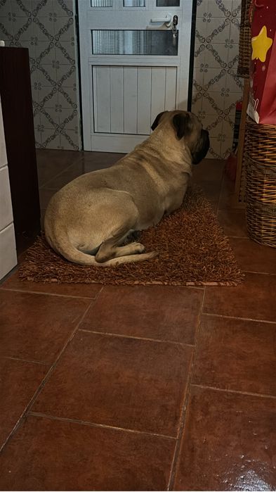 Bulmastiff  para adocao