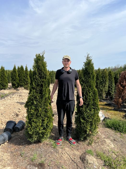 Tuja szmaragd 180-200cm promocja  (hybryda) kopana z gruntu