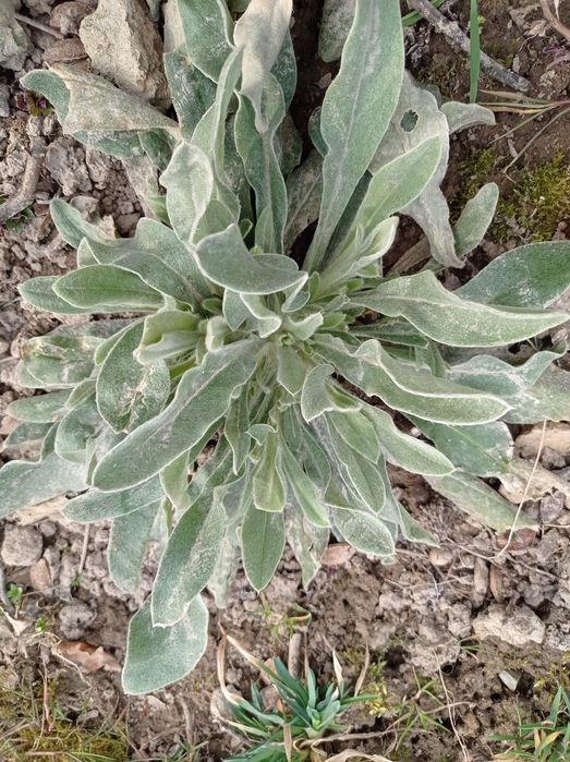 Nadwyżki bylin do ogrodu