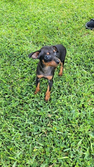 Pinscher macho preto afogueado