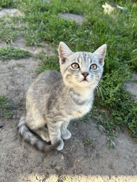 Кошенята, у добрі руки