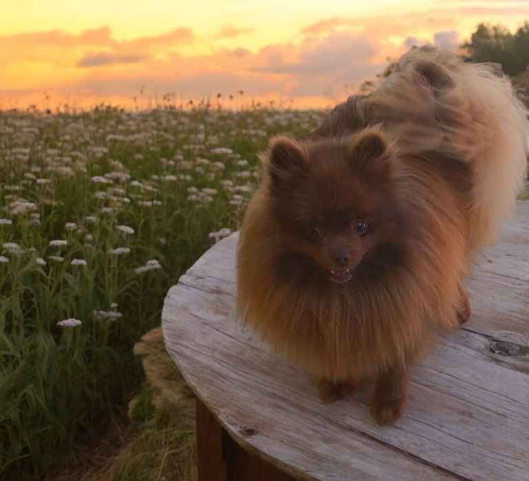 Lulu da Pomerânia linhagem Russa
