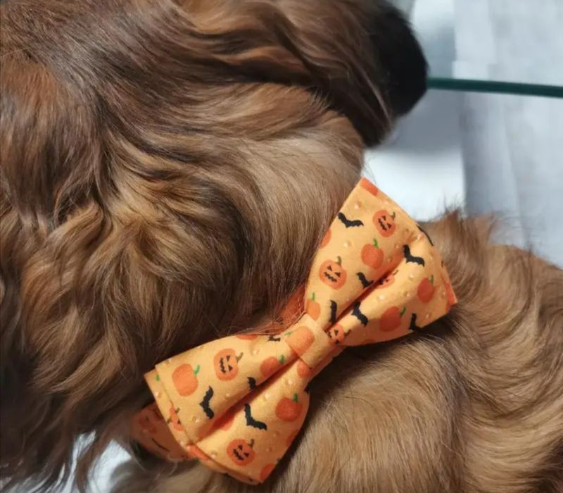 Coleira cão Halloween