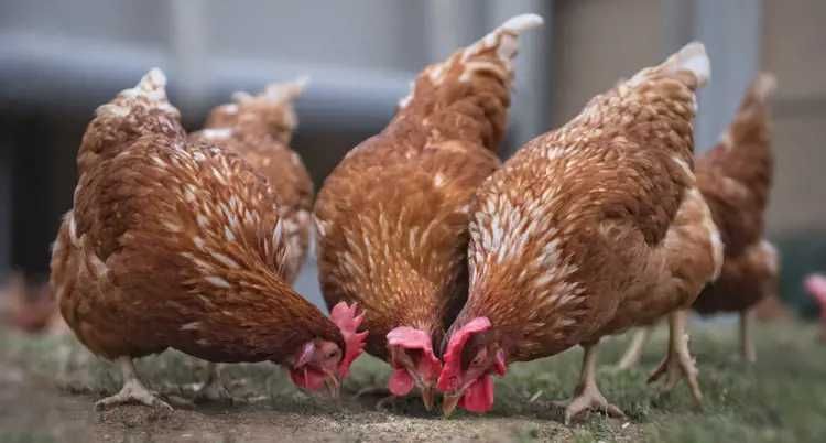 Ovos de Galinha Caseiros