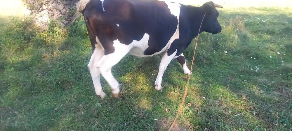 Продам добру молоду корову