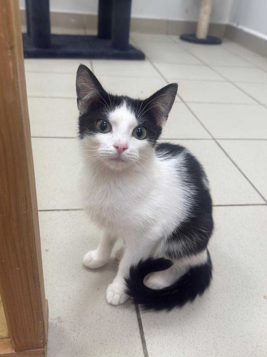 Auron - spokojny, czarno-biały kot szuka kochającego domu!