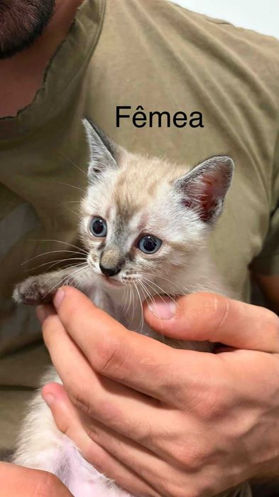 Gatinhos bebés com 2 meses