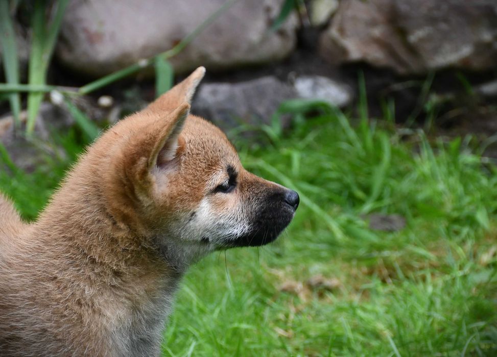 Shiba Inu szczeniak suczka z doskonałym rodowodem