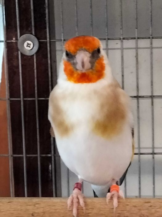 Pintassilgos Major para cedência.Criador registado no ICNF. 15PT0027/B