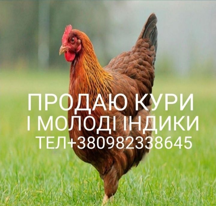 Продаю кури і молоді індики